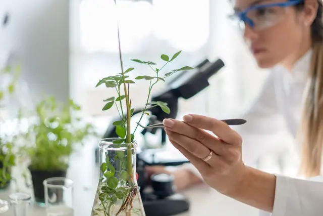 Botanical research in a laboratory